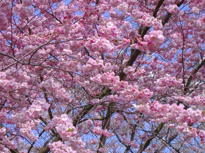 Fruehling in Baden Baden (10) 